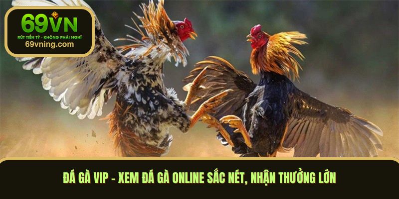 đá gà vip