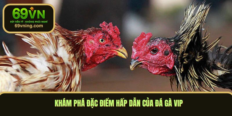 Khám phá đặc điểm hấp dẫn của đá gà vip
