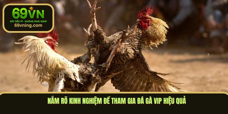 Nắm rõ kinh nghiệm để tham gia đá gà vip hiệu quả
